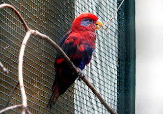 burung nuri telinga biru