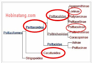 cara membedakan nuri, betet dan kakaktua