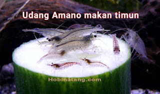 makanan udang hias amano