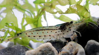 mengenal udang hias amano pemakan alga 