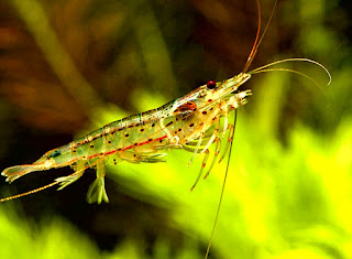 mengenal udang hias amano pemakan alga 