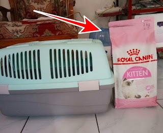 makanan kucing merek royal canin kitten