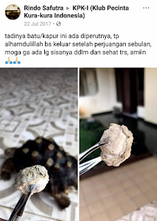 bladder stone pada kura kura