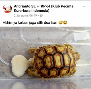 bladder stone pada kura kura