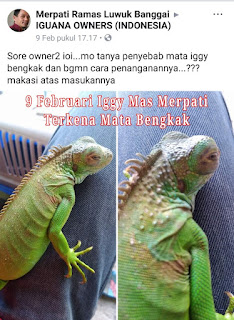 Cara Mengobati Mata Iguana Bengkak atau Berair