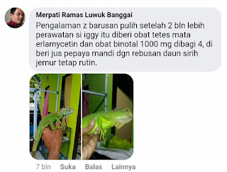 Cara Mengatasii Mata Iguana Bengkak atau Berair