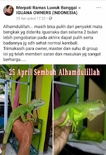 Cara Mengobati Mata Iguana Bengkak atau Berair