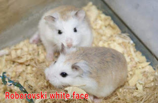 Mengenal Hamster Roborovski