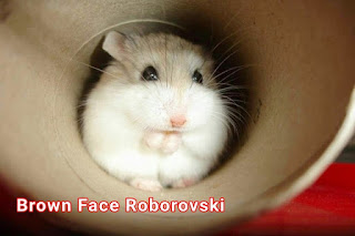 Mengenal Hamster Roborovski