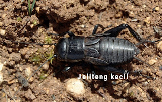 Jenis Jangkrik Jeliteng (Gryllus bimaculatus)