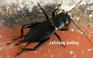 Jenis Jangkrik Jeliteng (Gryllus bimaculatus)