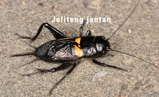 Jenis Jangkrik Jeliteng (Gryllus bimaculatus)