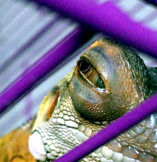Cara Mengobati Mata Iguana Bengkak atau Berair