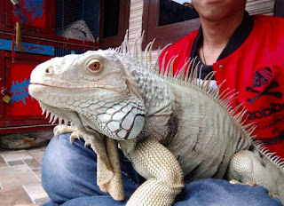 Resiko dan Bahaya Memelihara Iguana 