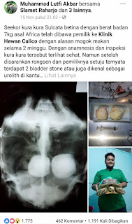 Cara Mengobati Bladder Stone pada Kura Kura Beserta Penyebabnya