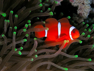 Ikan Nemo: Mengenal Jenis, Perawatan dan Harganya Terbaru