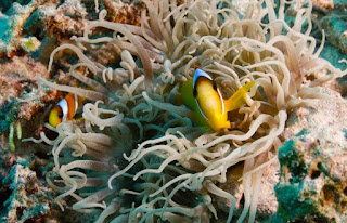 Ikan Nemo: Mengenal Jenis, Perawatan dan Harganya Terbaru