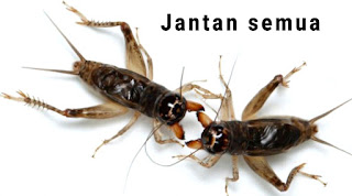 Cara Membedakan Jangkrik Jantan dan Betina