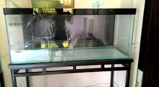 ukuran aquarium arwana yang baik