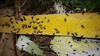 Pakan Jangkrik yang Bagus Agar Cepat Besar