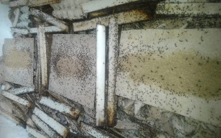 Pakan Jangkrik yang Bagus Agar Cepat Besar