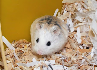 Ciri Ciri Hamster Roborovski Hamil Beserta Penangannya