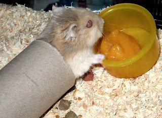 Mengenal Hamster Campbell Dilengkapi Jenis Gambar dan Klasifikasinya