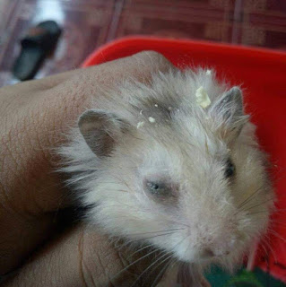 Ciri Ciri Hamster Sakit Beserta Penyebab dan Solusinya