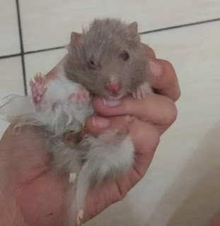 Jenis Penyakit Hamster Beserta Penyebab dan Cara Mengobati