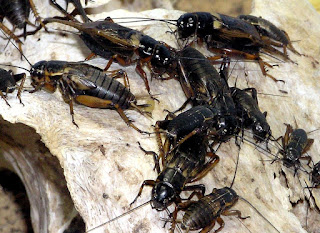 Makanan Jalak Suren Agar Gacor dan Rajin Berkicau Terus Siang Malam