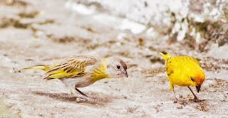 makanan burung kenari