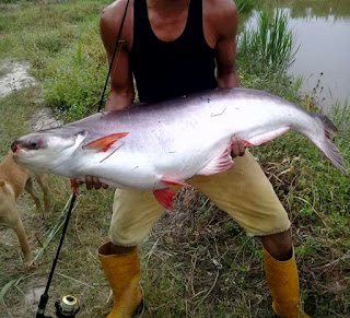 Umpan Ikan Patin Ampuh dan Jitu