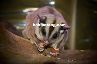 sugar glider Hewan Peliharaan Lucu di Rumah yang Mudah Dipelihara dan Murah