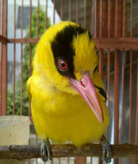 mengenal burung kepodang, klasifikasi dan ciri cirinya