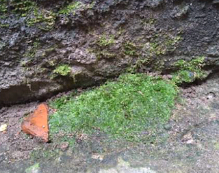 tanaman atau rumput moss