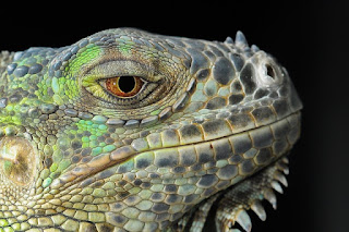 Ciri Ciri Iguana Mengalami Infeksi dan Cara Mengatasinya