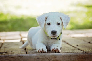 Manfaat dan Bahaya Memelihara Anjing