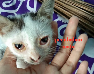 Gejala dan Ciri-ciri Kucing Cacingan Paling Akurat