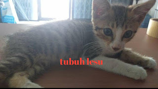 Gejala dan Ciri-ciri Kucing Cacingan Paling Akurat