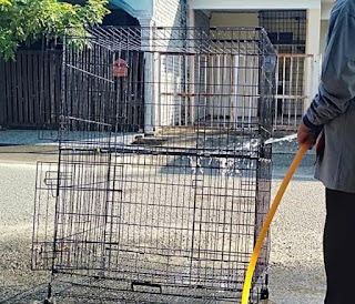 Cara Mengatasi Kucing Cacingan Secara Alami