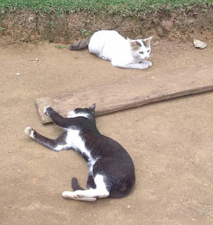 Cara Membuat Agar Kucing Tidak Berantem